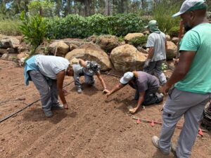 Semis manuel après le sillonnage.
