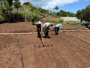 Traçage des sillons avec un sillonneur pour les semis