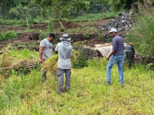 Résultat de la récolte du riz