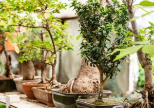 Initiation Bonsai donn la main